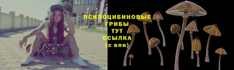 Галлюциногенные грибы Magic Shrooms  Ветлуга 